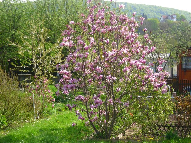 Auf Besuch eingestellt (Foto: Thomas Leipold)