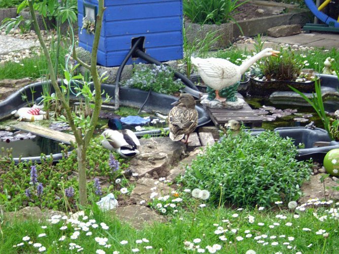 Alle V&ouml;gel sind schon da, (Foto: Karl-Heinz Herrmann)