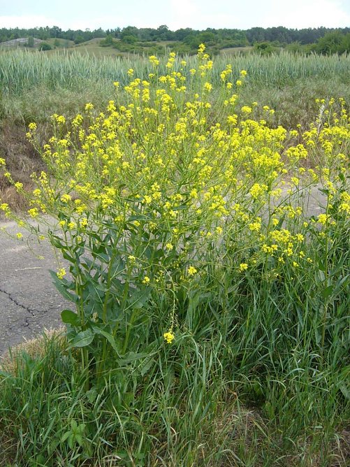 Artenschutz braucht viele Helfer (Foto: Landratsamt Kyffh&auml;userkreis)
