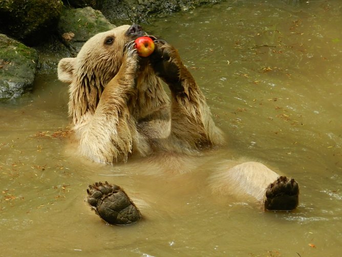 Emma (Foto: Bärenpark) Emma (Foto: Bärenpark)