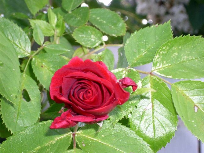 K&ouml;nigin der Blumen (Foto: Thomas Leipold)