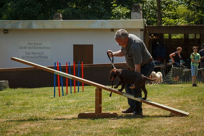 Tag des Hundes gefeiert (Foto: Jacqueline Lange) Tag des Hundes gefeiert (Foto: Jacqueline Lange)