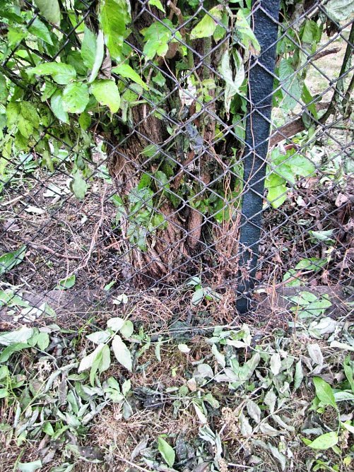 Forum: Mensch und Dummheit in der Paarungszeit (Foto: Anderas Zeidler) Forum: Mensch und Dummheit in der Paarungszeit (Foto: Anderas Zeidler)