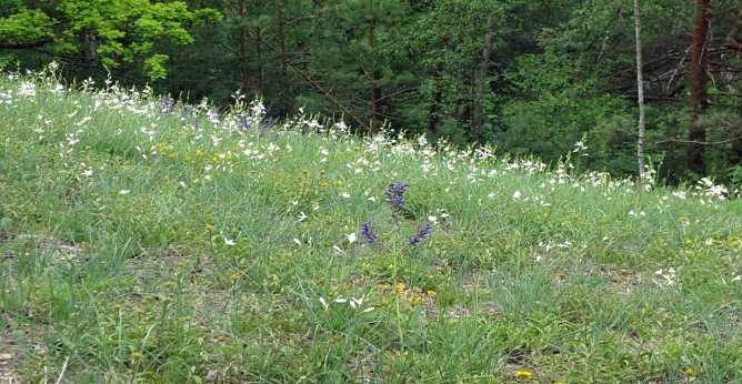 Landschaftspflege rund um den Schlachtberg... (Foto: Privat) Landschaftspflege rund um den Schlachtberg... (Foto: Privat)
