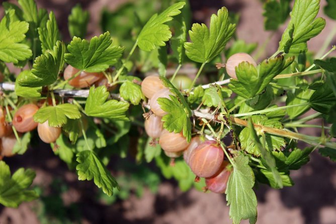 Am Strauch zerkocht? (Foto: Karl-Heinz Herrmann) Am Strauch zerkocht? (Foto: Karl-Heinz Herrmann)