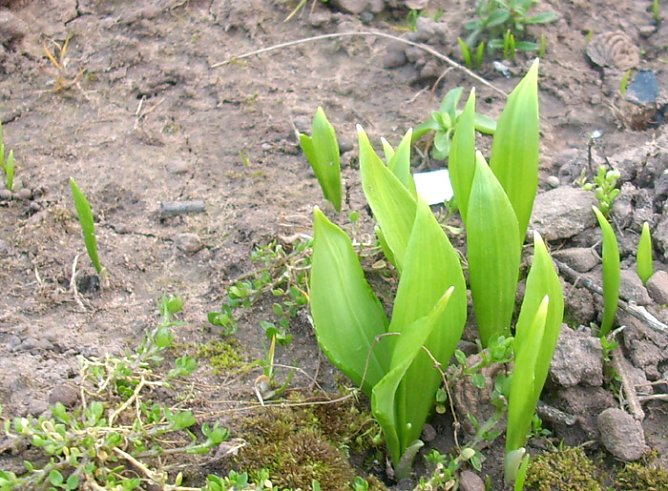 Junger B&auml;rlauch (Foto: Karl-Heinz Herrmann)