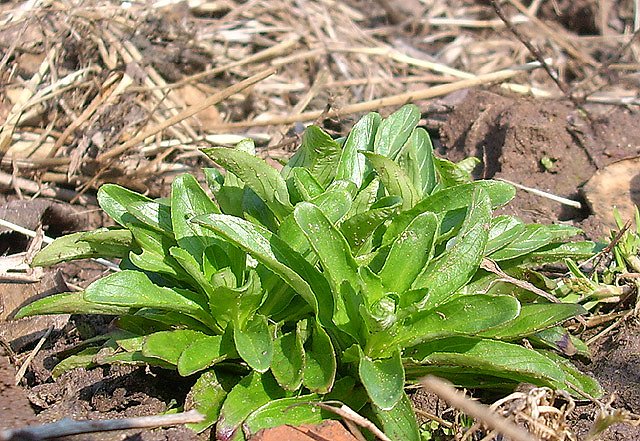 Feldsalat (Foto: Karl-Heinz Herrmann)