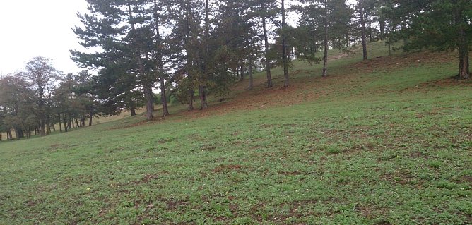 Einzigartiger Trockenrasen gerettet (Foto: Landschaftspflegeverband Südharz/ Kyffhäuser) Einzigartiger Trockenrasen gerettet (Foto: Landschaftspflegeverband Südharz/ Kyffhäuser)