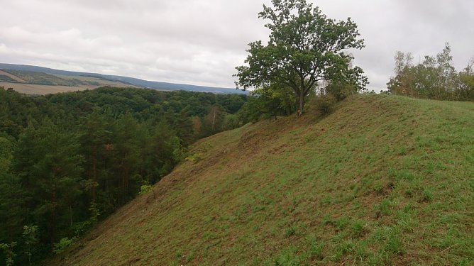 Einzigartiger Trockenrasen gerettet (Foto: Landschaftspflegeverband Südharz/ Kyffhäuser) Einzigartiger Trockenrasen gerettet (Foto: Landschaftspflegeverband Südharz/ Kyffhäuser)
