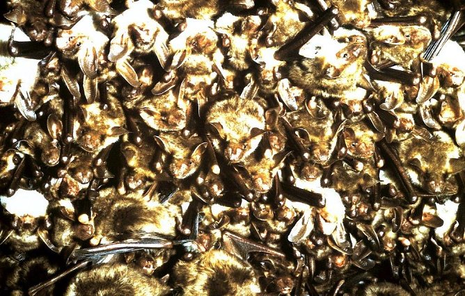 VdK (Foto: Wolf-J&uuml;rgen Tr&auml;ger)