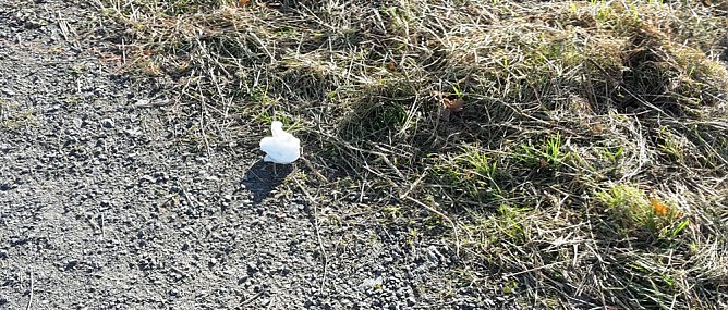 Es ist schon erstaunlich was da so alles entlang der Wipper in Sondershausen abgeladen wird. Dabei hat kn wieder einige frische und alte Entdeckungen gemacht�   Hier wurden mal wieder in einem M&uuml;llsack offensichtlich alte Pflanzgef&auml;&szlig;e entsorgt. So weit ja noch ganz gut.   Muss man aber seine M&uuml;llt&uuml;ten unbedingt auf dem Wipperdamm nahe der Kiesgrube ablegen. Wer macht sich die M&uuml;h (Foto: Karl-Heinz Herrmann)