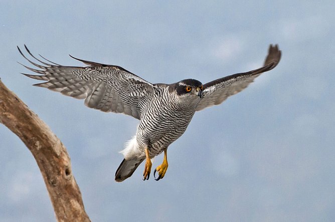 Der Habich (Foto: W. Lorenz) Der Habich (Foto: W. Lorenz)