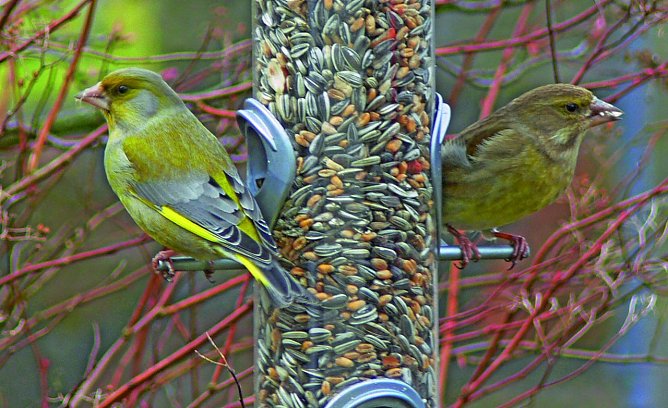 Zwei Gr&uuml;nfinken am Futtersilo (Foto: Ingo Ludwichowski)