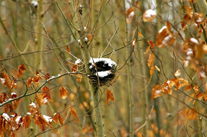 So sah es zu Weihnachten einmal aus... (Foto: Gernot Thelemann)