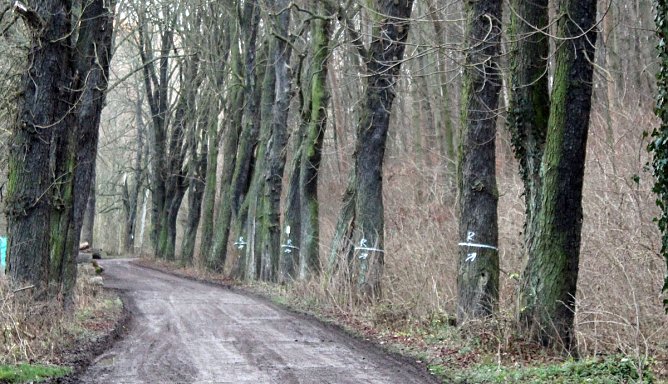 Kahlschlag um und hinterm Hammateich? (Foto: Karl-Heinz Herrmann)