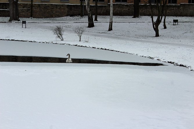Keine Gefahr für Jungschwan (Foto: Karl-Heinz Herrmann) Keine Gefahr für Jungschwan (Foto: Karl-Heinz Herrmann)