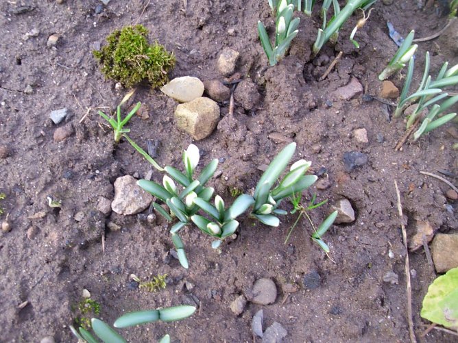 Hurra der Fr&uuml;hling ist da (Foto: Thomas Leipold)