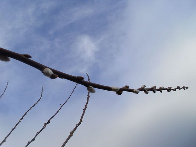 Hurra der Fr&uuml;hling ist da (Foto: Thomas Leipold)