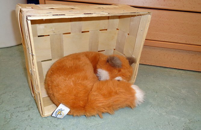 Der Fuchs war in der Kindervilla (Foto: Kindervilla Bad Frankenhausen)