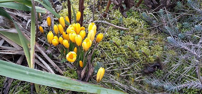 Es blüht und grünt trotz Wetterwarnung (Foto: Privat) Es blüht und grünt trotz Wetterwarnung (Foto: Privat)