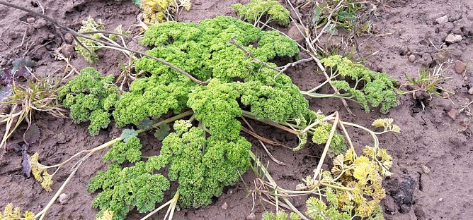 Es blüht und grünt trotz Wetterwarnung (Foto: Privat) Es blüht und grünt trotz Wetterwarnung (Foto: Privat)