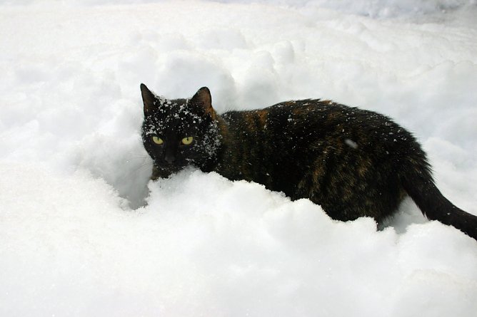 Felix im Fr&uuml;hlingsschnee (Foto: G&uuml;nter Herting)