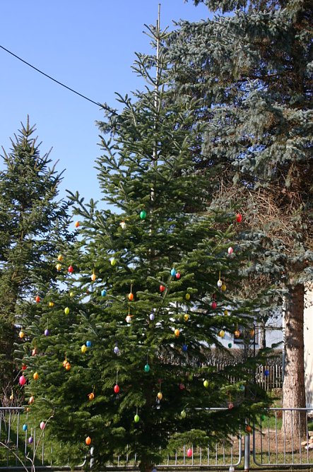 Eier Tanne in Rottleben (Foto: Jürgen Müller) Eier Tanne in Rottleben (Foto: Jürgen Müller)
