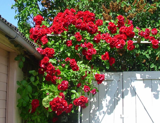 KV der Gartenfreunde bietet Rosenseminare an (Foto: Thomas Leipold)