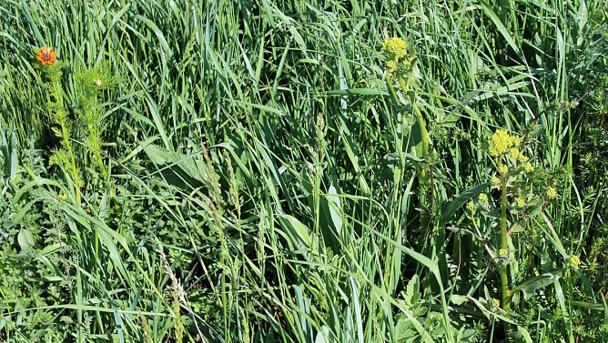 Studien zur Erhaltung der Natur (Foto: Karl-Heinz Herrmann) Studien zur Erhaltung der Natur (Foto: Karl-Heinz Herrmann)