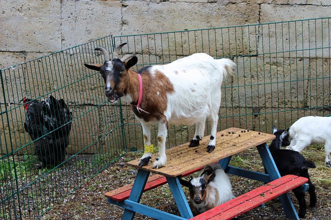 Auflauf zum Abschluss Residenzfest (Foto: Karl-Heinz Herrmann)
