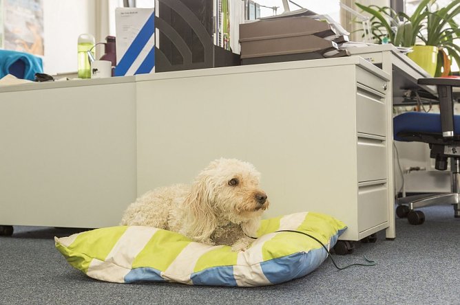 Ein Kollege Hund kann eine Bereicherung f&uuml;r den Arbeitsalltag sein. (Foto: Deutscher Tierschutzbund)