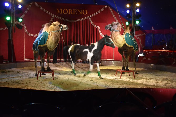 Cirkus Moreno (Foto: Cirkus Moreno)