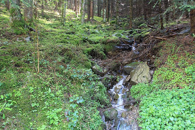 Wilder Wald (Foto: S. Spehr) Wilder Wald (Foto: S. Spehr)