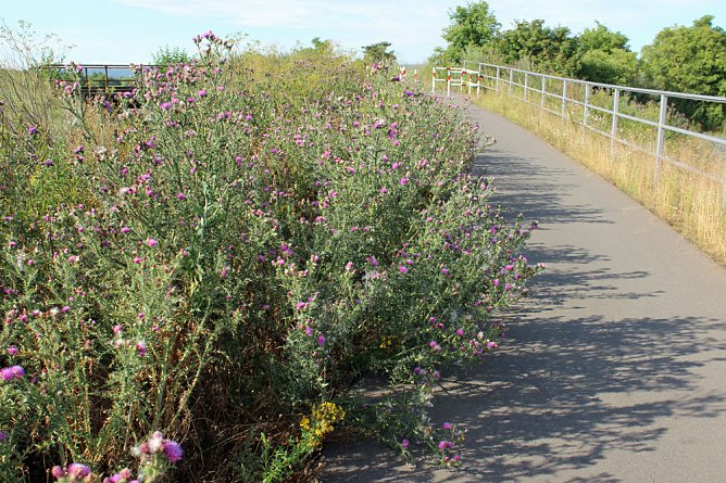 Da w&auml;chst etwas zu! (Foto: Karl-Heinz Herrmann)