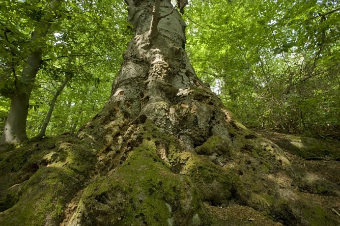 Fotoausstellung Hohe Schrecke (Foto: Thomas Stephan) Fotoausstellung Hohe Schrecke (Foto: Thomas Stephan)