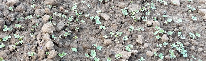 Senf (Foto: Privat) Senf (Foto: Privat)