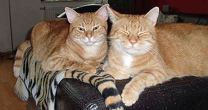 Kater wird in Artern vermisst..!! (Foto: Privat)