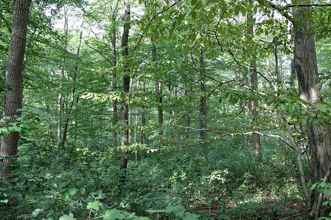 "Südländische Bäume im Possenwald" (Foto: Karl-Heinz Herrmann) "Südländische Bäume im Possenwald" (Foto: Karl-Heinz Herrmann)