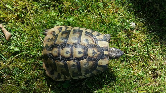 Landschildkr&ouml;te gefunden !! (Foto: Landratsamt Kyffh&auml;userkreis)