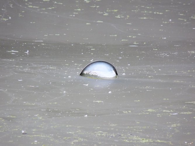 Sanierung Parkteich (Foto: Karl-Heinz Herrmann)