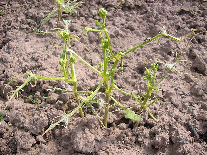 Gartensch&auml;dlinge (Foto: Karl-Heinz Herrmann)