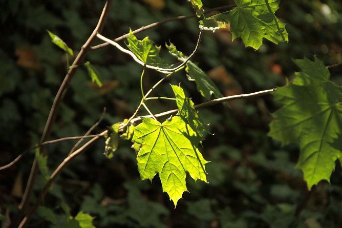Wetterbild (Foto: Angelo Glashagel)