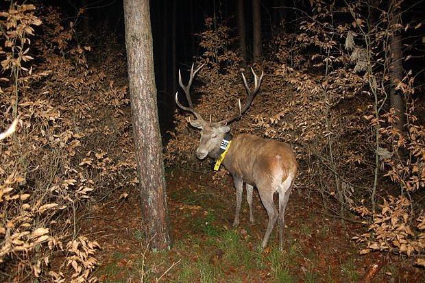 Lebensraumnutzung des Rotwildes in unserer Kulturlandschaft (Foto: Johann Heinrich von Thunen-Institut)