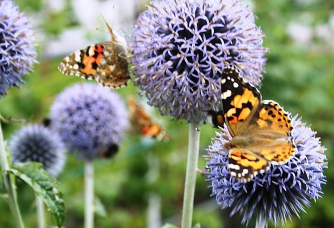 Distelfalter (Foto: Hans-J&uuml;rgen Schmidt)