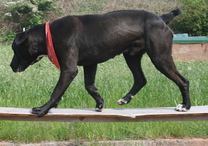 Geklaut: Theissen (Foto: Tierheim Nordhausen)