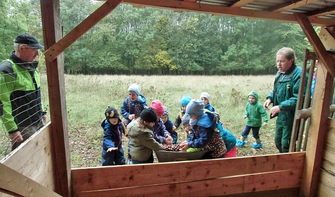 Flei&szlig;ig Kastanien gesammelt (Foto: Kindervilla Bad Frankenhausen)