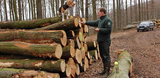 Begehrtes Holz (Foto: Andreas Knoll)