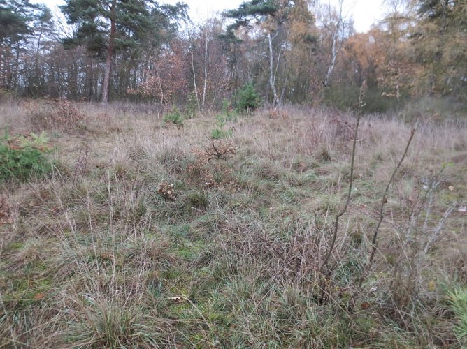 Vor der Pflege (Foto: LPV)