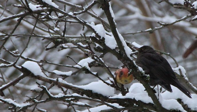 Am kommenden Wochenende schlägt wieder die Stunde der Wintervögel (Foto: Angelo Glashagel) Am kommenden Wochenende schlägt wieder die Stunde der Wintervögel (Foto: Angelo Glashagel)