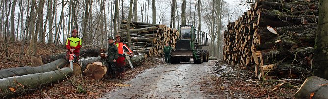 Holzernte in Seega (Foto: Karl-Heinz Herrmann) Holzernte in Seega (Foto: Karl-Heinz Herrmann)